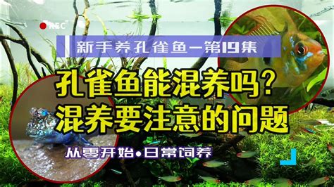 珠鱗混養|【珠鱗 混養】珠鱗與孔雀魚混養攻略：讓你輕鬆養好兩者！